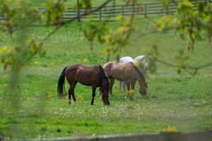 horse property for sale north carolina